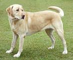 Gezocht blonde labrador teefje enkele jaar(jaren) oud, Dieren en Toebehoren, Particulier, Meerdere, Teef, 1 tot 2 jaar