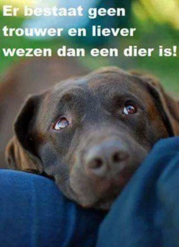 Omdat uw hond u dierbaar is/ oppas voor dag en weekend, Diensten en Vakmensen, Dieren | Honden | Verzorging, Oppas en Les, Particuliere oppas