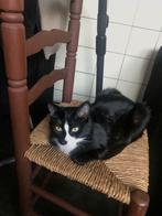 Female cat, 1 year and a half, Dieren en Toebehoren, 0 tot 2 jaar