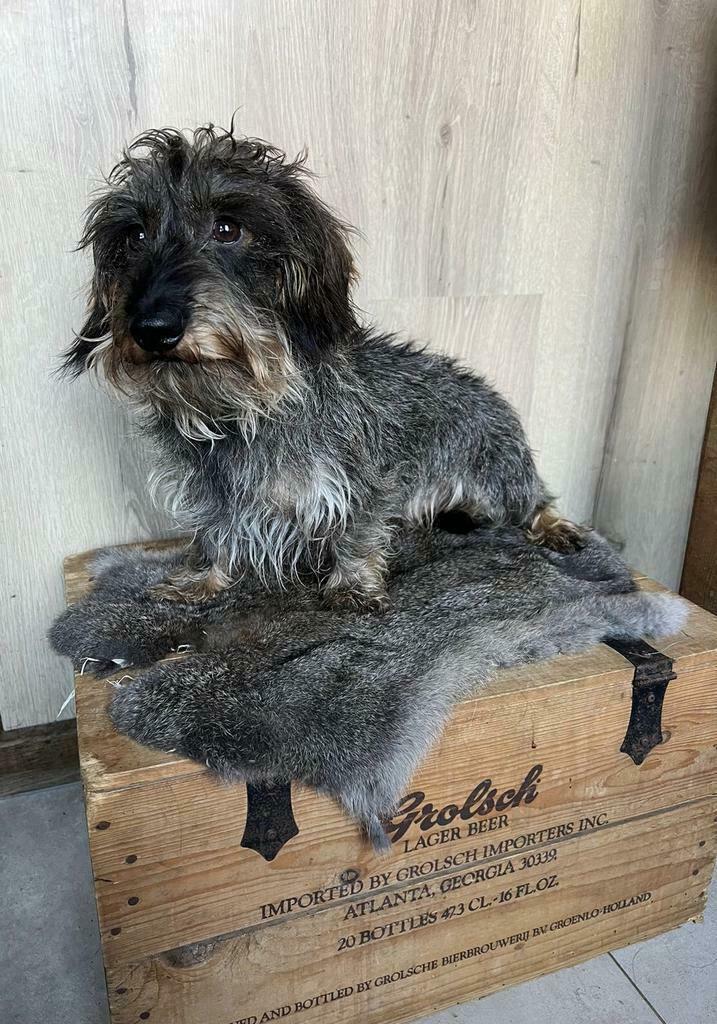Teckel kaninchen /dwerg ruwhaar dekreu (niet te koop), Dieren en Toebehoren, Honden | Dekreuen, Reu, Fokker | Hobbymatig, Meerdere
