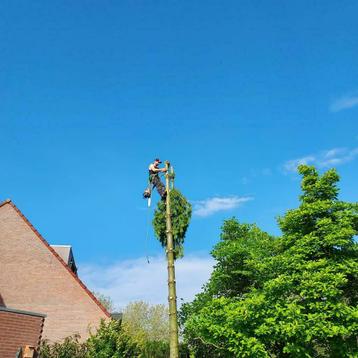 Boomverzorging/Bomen snoeien/Bomen verwijderen/Bomen kappen  beschikbaar voor biedingen
