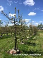 Volwassen appelboom appelbomen klein en groot vanaf 175 euro