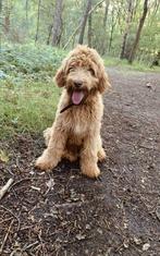 Labradoodle dekreu, Particulier, Rabiës (hondsdolheid), 3 tot 5 jaar, Reu