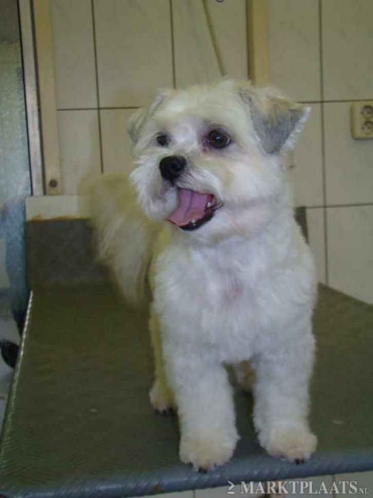 Honden en Katten trimsalon Marina, Diensten en Vakmensen, Dieren | Honden | Verzorging, Oppas en Les, Trimmen of Verzorging