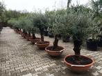 Trachycarpus fortunei palmbomen, olijfbomen, vijgenbomen, Ophalen of Verzenden, Halfschaduw, Palmboom, 100 tot 250 cm