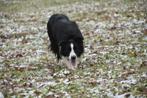 Border Collie dekreu zwartwit langhaar, Rabiës (hondsdolheid), Reu, 1 tot 2 jaar, Eén hond