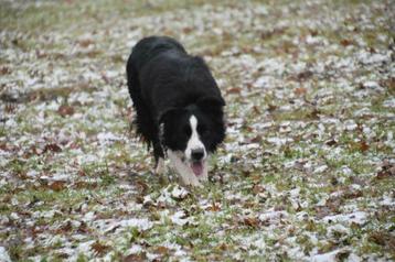 Border Collie dekreu zwartwit langhaar beschikbaar voor biedingen