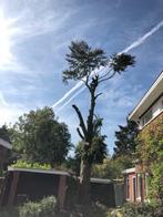 boomkapbedrijf de Winter, Diensten en Vakmensen, Tuinmannen en Stratenmakers, Tuinonderhoud of Snoeiwerk