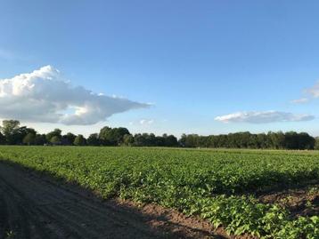 Aardappelen beschikbaar voor biedingen