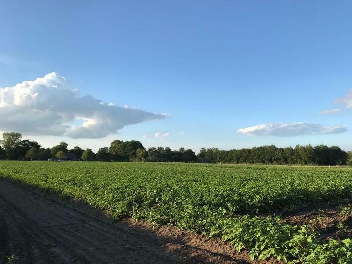 Aardappelen, Zakelijke goederen, Agrarisch | Aardappelen, Groenten, Fruit en Vlees, Ophalen of Verzenden