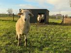 Geïsoleerde en onderhoudsvrije dierenverblijven