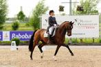 Equinova's Wendel; lessen op een Grand-Prix paard!, Diensten en Vakmensen, Dieren | Paarden | Verzorging, Oppas en Les, Verzorging of Verzorgpony's