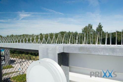 Duivenpinnen, Doe-het-zelf en Verbouw, Overige Doe-het-zelf en Verbouw, Nieuw, Ophalen of Verzenden