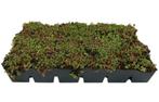 Groen dak maken? Sedum bestel online, Thuisbezorgd!, Overige materialen, Overige kleuren, Overige typen, Nieuw