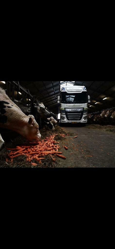 Gevraagd reststromen voor veevoer,biogas zie advertentie., Zakelijke goederen, Agrarisch | Veevoer, Ophalen of Verzenden