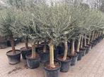 Olijfboom - Olijfbomen - Olea europaea stamomtrek 20/30 cm, Ophalen of Verzenden, 100 tot 250 cm, Olijfboom, Zomer