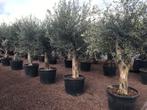 Olijfboom , (Olea europaea) 40/60 cm stamomtrek te koop, Tuin en Terras, Planten | Bomen, Olijfboom, Winter, Verzenden, 100 tot 250 cm