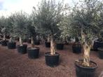 Olijfboom , (Olea europaea) 40/60 cm stamomtrek te koop, Tuin en Terras, Olijfboom, Winter, Verzenden, 100 tot 250 cm