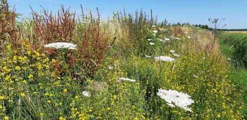 Hovenier voor natuurlijke bloemweides, vijvers, ook snoeien, Diensten en Vakmensen, Tuinmannen en Stratenmakers, Tuin- of Vijveraanleg