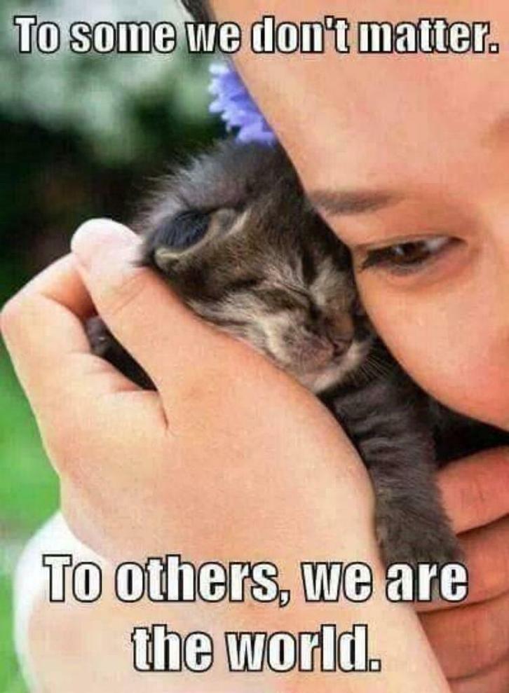 Geef/gun een kat/poes een beter leven dmv aankoop kattenitem, Dieren en Toebehoren, Katten en Kittens | Raskatten | Korthaar, Poes