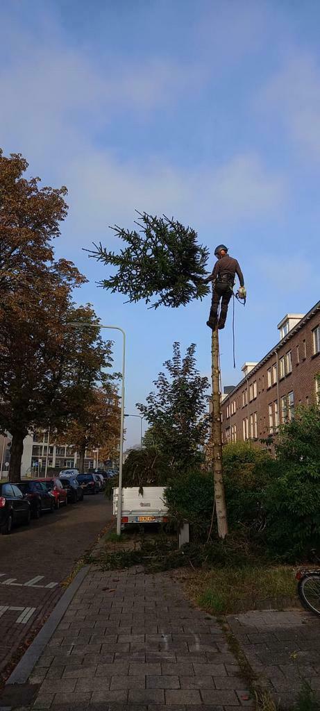Bomen kappen en snoeien. Stronken frezen, Diensten en Vakmensen, Tuinmannen en Stratenmakers, Tuinonderhoud of Snoeiwerk