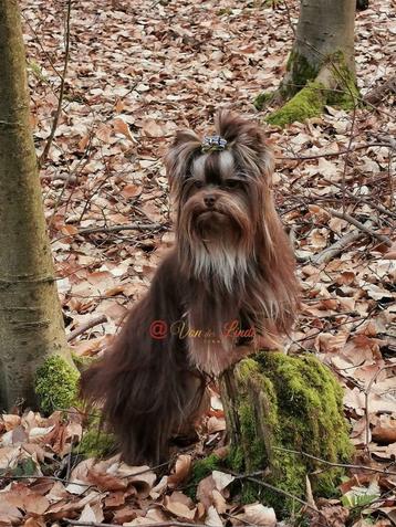 Yorkshire Terrier chocolade stud hond mini beschikbaar voor biedingen