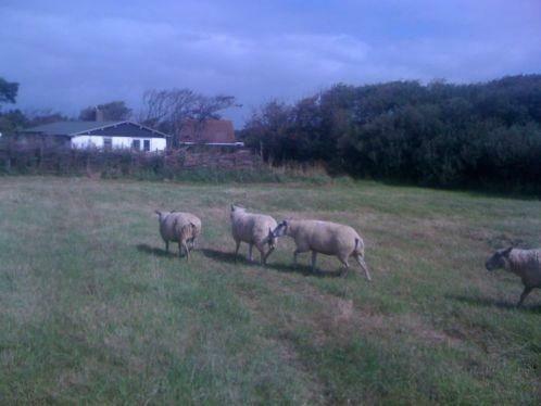 Vakantiehuis Zoutelande  aan zee., Vakantie, Vakantiehuizen | Nederland, Zeeland, Landhuis of Villa, Landelijk, Aan zee, 3 slaapkamers