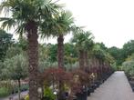 Bestel online uw olijfbomen, palmbomen, vijgenbomen, cypres, Tuin en Terras, Planten | Bomen, Ophalen of Verzenden, In pot, 100 tot 250 cm