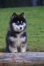 F2 Pomsky Dekreu, Fokker | Hobbymatig, Rabiës (hondsdolheid), Reu, 1 tot 2 jaar