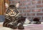 Maincoon dekkater : maine coon dekkater, Dieren en Toebehoren