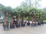 Trachycarpus fortunei palmbomen, olijfbomen, vijgenbomen, Ophalen of Verzenden, Halfschaduw, Palmboom, 100 tot 250 cm