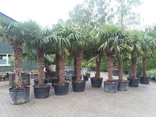 Trachycarpus fortunei palmbomen, olijfbomen, vijgenbomen, Tuin en Terras, Planten | Bomen, Palmboom, 100 tot 250 cm, Halfschaduw