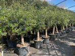 Olijfboom - Olijfbomen - Olea europaea stamomtrek 20/30 cm, Ophalen of Verzenden, 100 tot 250 cm, Olijfboom, Zomer