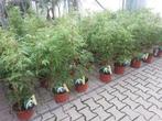 Fargesia rufa, niet woekerende bamboe / haag bamboe te koop, Overige soorten, Vaste plant, Ophalen of Verzenden, Bloeit niet