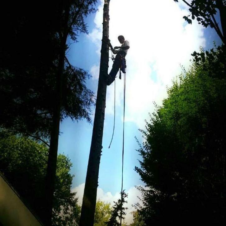 Vakkundig en goedkoop u boom laten kappen vellen verwijderen, Diensten en Vakmensen, Tuinmannen en Stratenmakers, Tuinonderhoud of Snoeiwerk