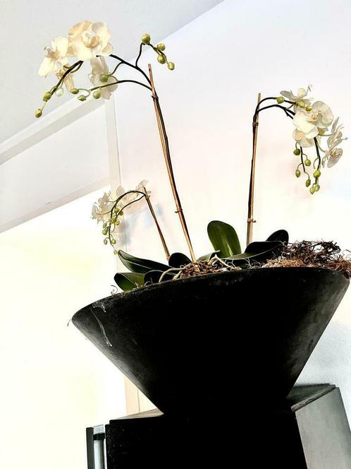 Plant met bloempot en pilaar