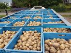 Aardappelen/Uien (Frieslander, Allegria, Agria, Bildstar), Zakelijke goederen, Agrarisch | Aardappelen, Groenten, Fruit en Vlees
