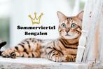 Worldchampion Bengaal Dekkater Bengal Deckkater, 3 tot 5 jaar