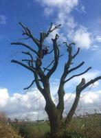 Snoeien, kappen van uw boom, stormschade
