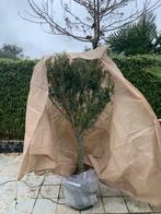 Winterbescherming-vorstbescherming voor olijfbomen olijfboom