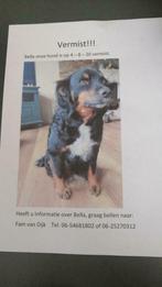 Bella vermist !!!!!!, Dieren en Toebehoren, Overige rassen, Teef, Eén hond, 3 tot 5 jaar