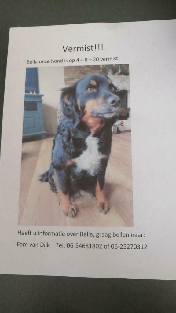Bella vermist !!!!!!, Dieren en Toebehoren, Honden | Retrievers, Spaniëls en Waterhonden, Teef, Overige rassen, Particulier, Eén hond