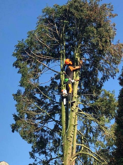 Boom / bomen / kappen / vellen / snoeien, Diensten en Vakmensen, Tuinmannen en Stratenmakers, Tuinonderhoud of Snoeiwerk, Garantie
