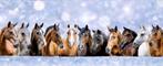 Bijrijders gezocht voor KWPN Haflinger Arabier paarden
