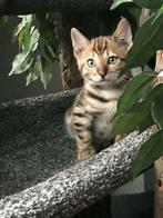 Bengaal cattery heeft regelmatig kittens met stamboom