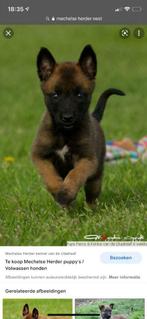 Belgische Mechelse herder gezocht. Pup graag., Particulier, Rabiës (hondsdolheid), Teef, 8 tot 15 weken
