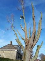 Bomen snoeien/kappen, Diensten en Vakmensen, Tuinmannen en Stratenmakers, Tuinonderhoud of Snoeiwerk