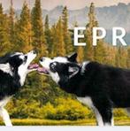 EPR stamboom voor Pomsky's en andere rassen, Dieren en Toebehoren, Honden | Poolhonden, Keeshonden en Oertypen, Rabiës (hondsdolheid)