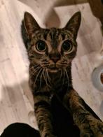 Poes net 2 jaar zoekt liefdevol huisje, Poes, Ingeënt