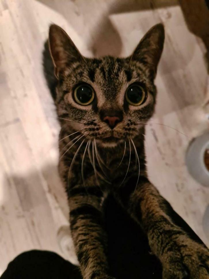 Poes net 2 jaar zoekt liefdevol huisje, Dieren en Toebehoren, Katten en Kittens | Raskatten | Korthaar, Poes, Ingeënt